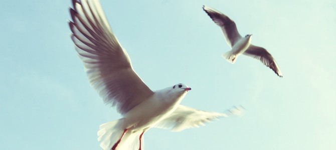 Successful Wealthy Affiliate – The 4 Steps